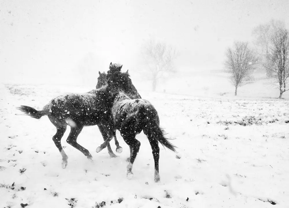 foto vencedora do Mobile Photography Awards