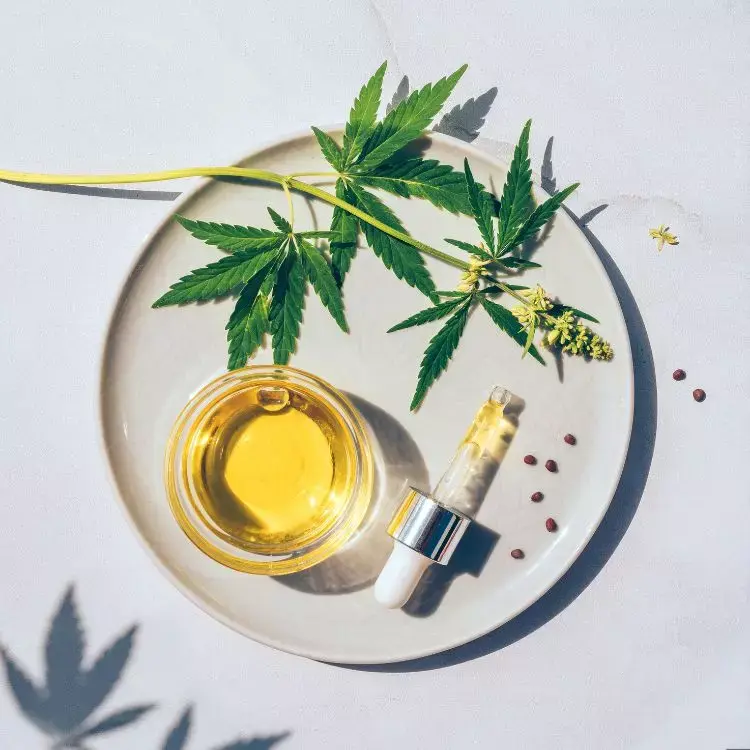 A imagem mostra uma folha de cannabis sobre um prato, ao lado de um frasco com óleo dourado e uma pipeta. Sementes estão espalhadas no prato, criando um tema natural e medicinal, refletindo o uso de extratos da planta.


