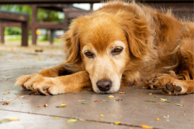 Golden Retriever deitado em chão marrom com semblante triste