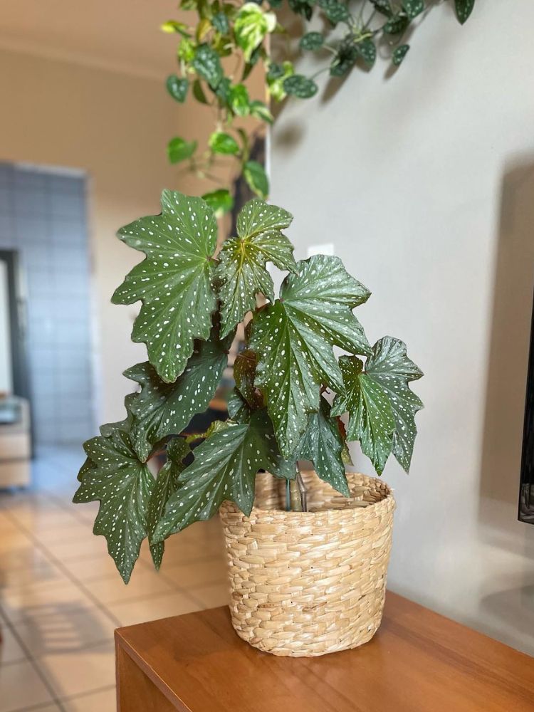 Vaso de begônia-asa-de-anjo em rack de madeira 