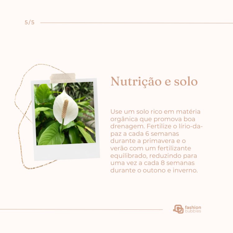 Montagem com foto de planta lírio-da-paz e falando sobre como cuidar: nutrição e solo