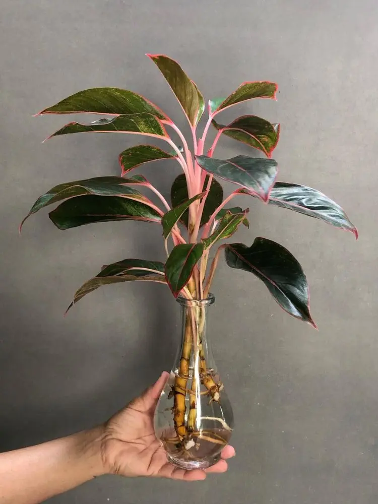 Mão de pele clara segurando vaso de vidro de  aglaonema na água