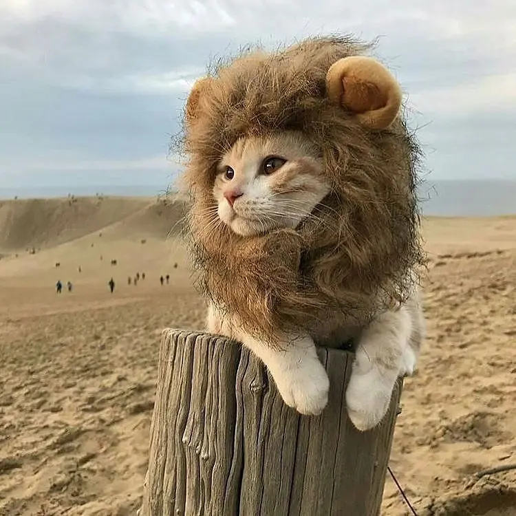 Gato branco e bege apoiado em um tronco usando juba de leão. 