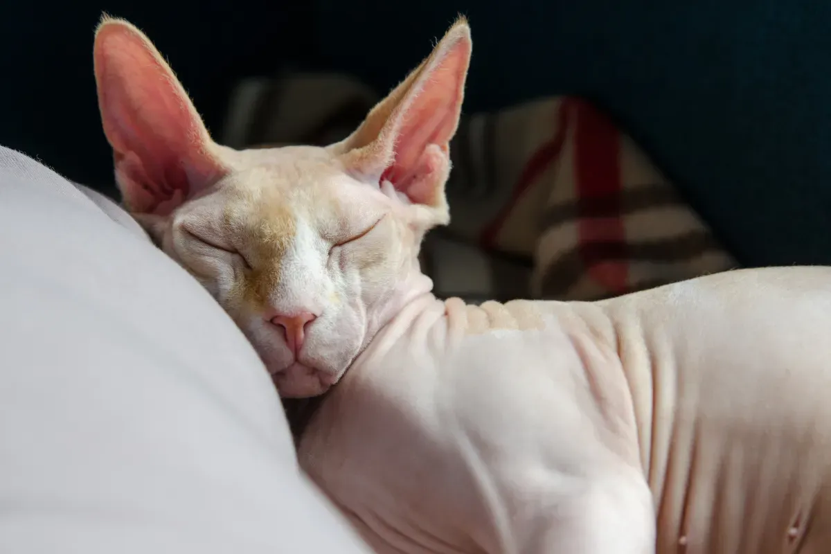gato sem pelo