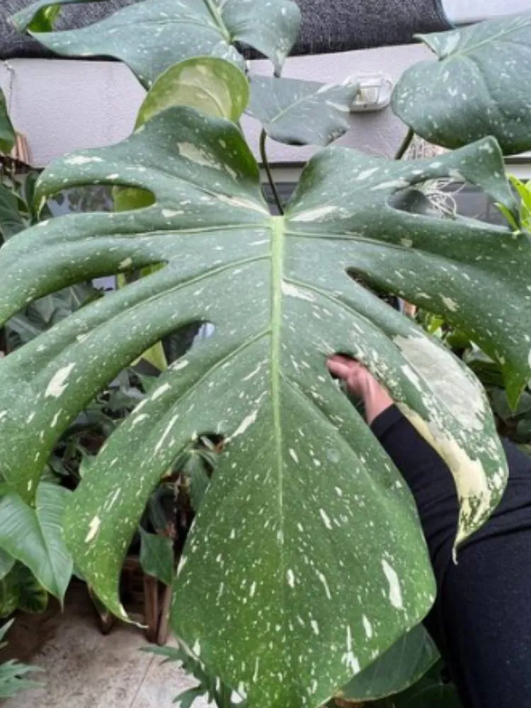 Folha de uma Monstera Deliciosa Thai Constelation, de fundo verde e manchas brancas pontuais. 