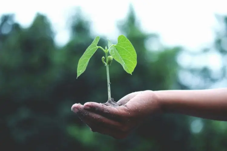 Foto de mão segurando muda de planta