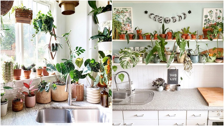 pias de cozinha decoradas com vasos de planta, com paredes brancas