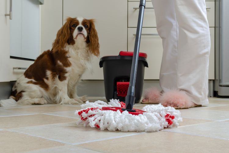 Cocker Spaniel ao lado de balde preto e pessoa de pele clara com calça branca segurando rodo