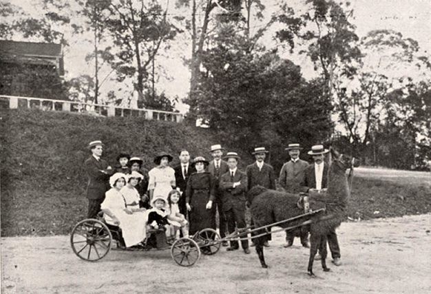 passeio de charrete puxada por uma lhama