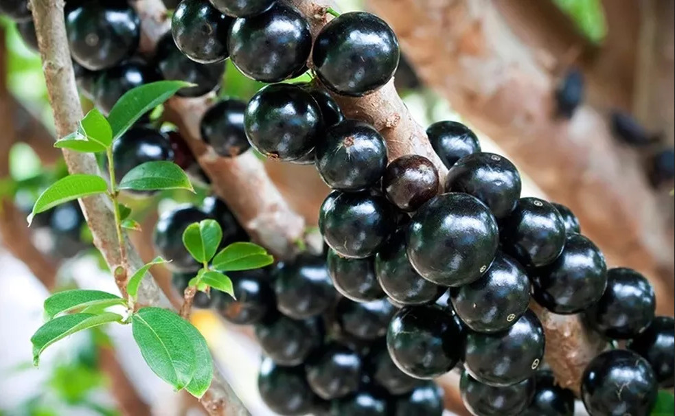 Frutos de Jabuticaba no pé Jabuticabas no pé