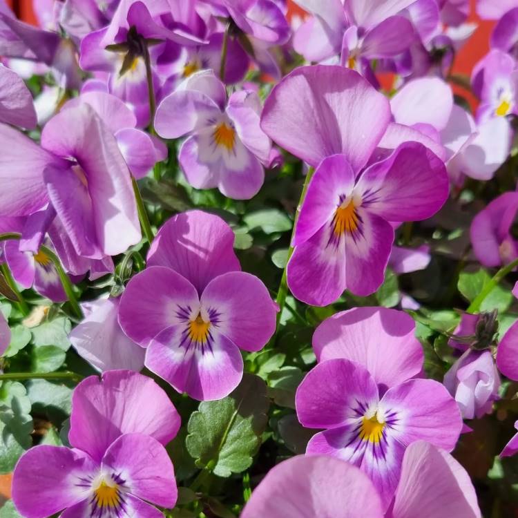 Flores de amor-perfeito em tons de roxo, lilás e branco, com detalhes amarelos e veios escuros no centro. Folhagem verde complementa a composição vibrante. A luz do sol ilumina as pétalas, criando um contraste suave com o fundo desfocado.





