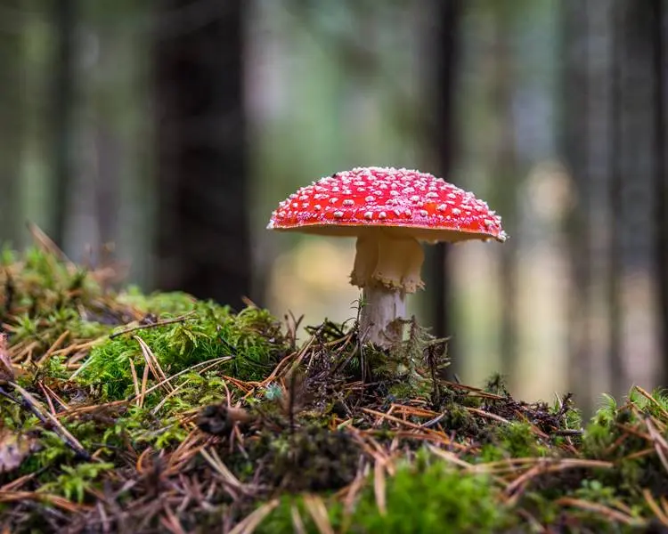 Foto de cogumelo amanita muscaria.