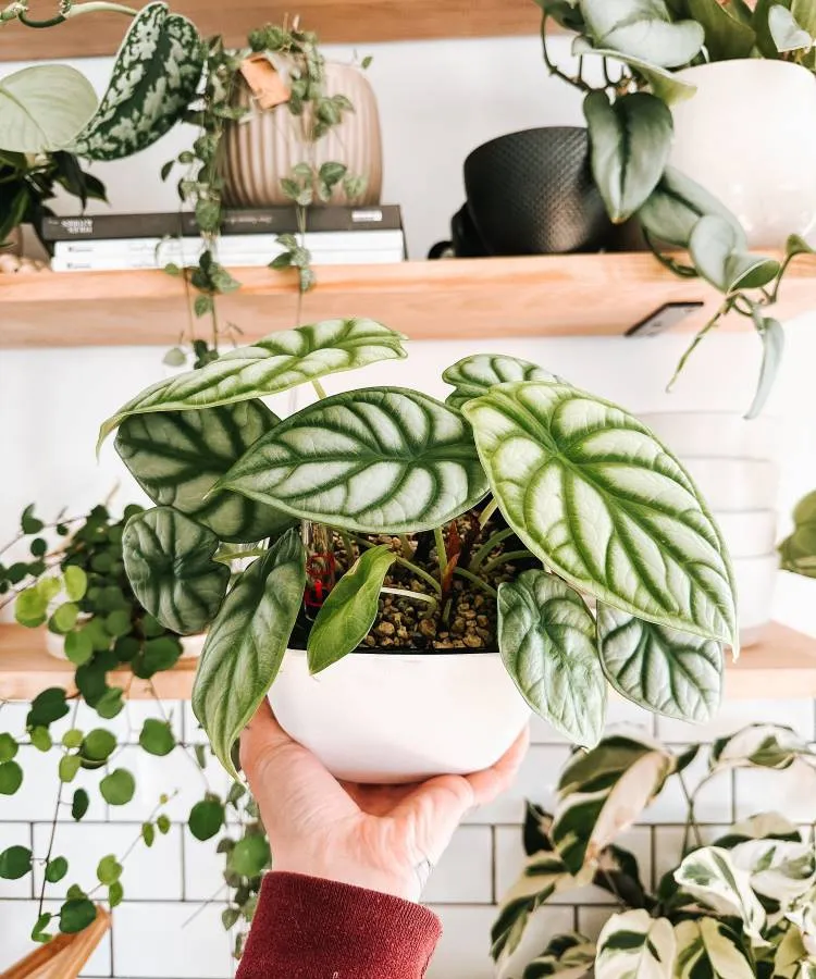 Uma mão segura um vaso branco com uma planta de folhas grandes e verdes, com veias claras. Ao fundo, prateleiras de madeira exibem mais plantas e livros. A luz natural ilumina o ambiente, destacando a textura das folhas e criando uma atmosfera serena e natural.