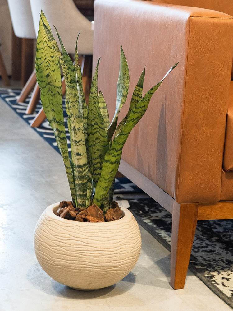 Espada de São Jorge em vaso redondo branco atrás de poltrona marrom