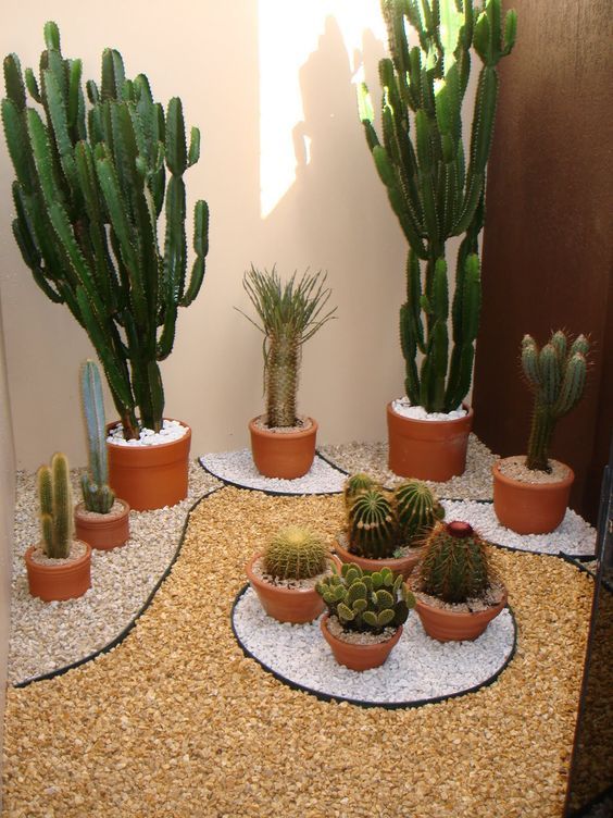 Jardim de inverno com diferentes tamanhos de cactos 