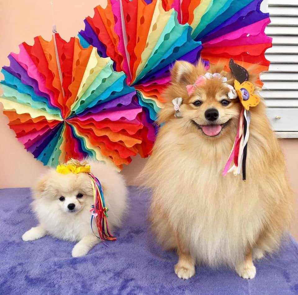 Cachorrinhos da raça lulu da pumerânia com acessório junino trabalhado com flores e fitas