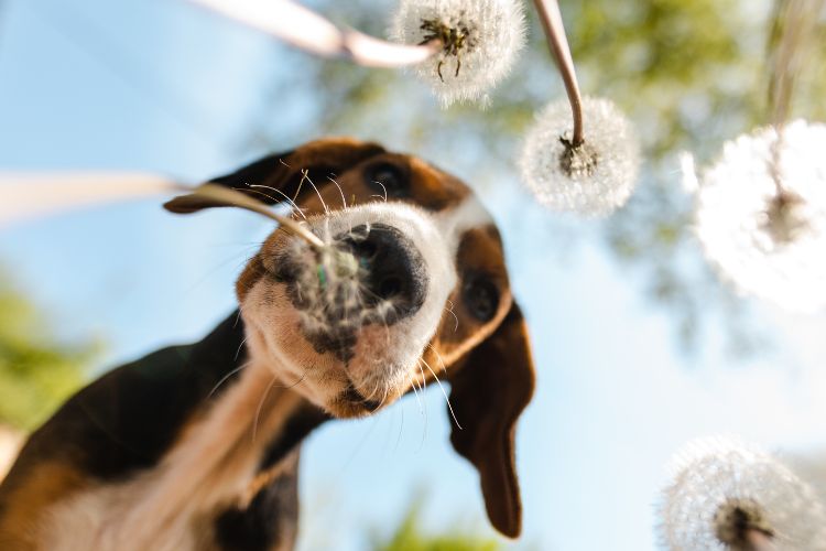 Cachorro olhando pra baixo cheirando dente de leão