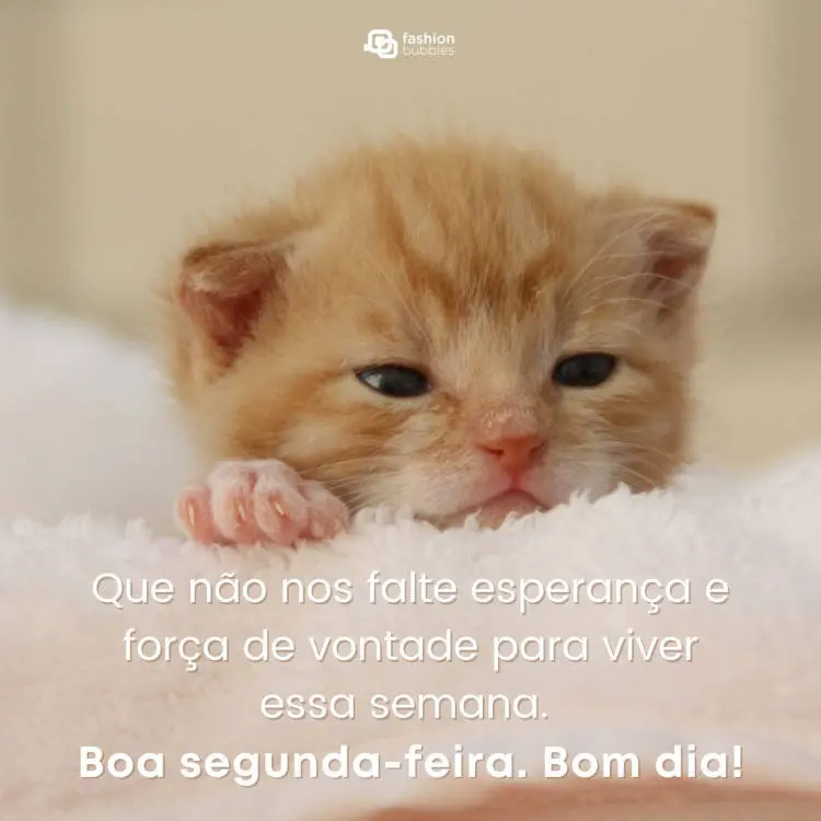 Boa segunda-feira. Bom dia!