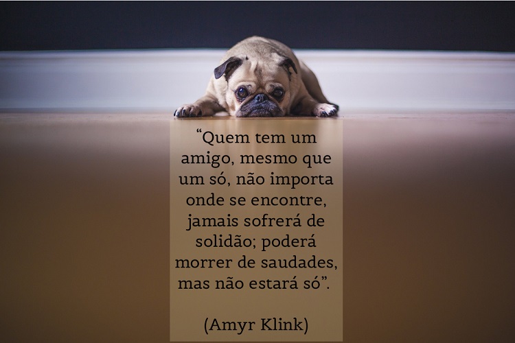 Foto de pug deitado e frase: “Quem tem um amigo, mesmo que um só, não importa onde se encontre, jamais sofrerá de solidão; poderá morrer de saudades, mas não estará só”. (Amyr Klink)