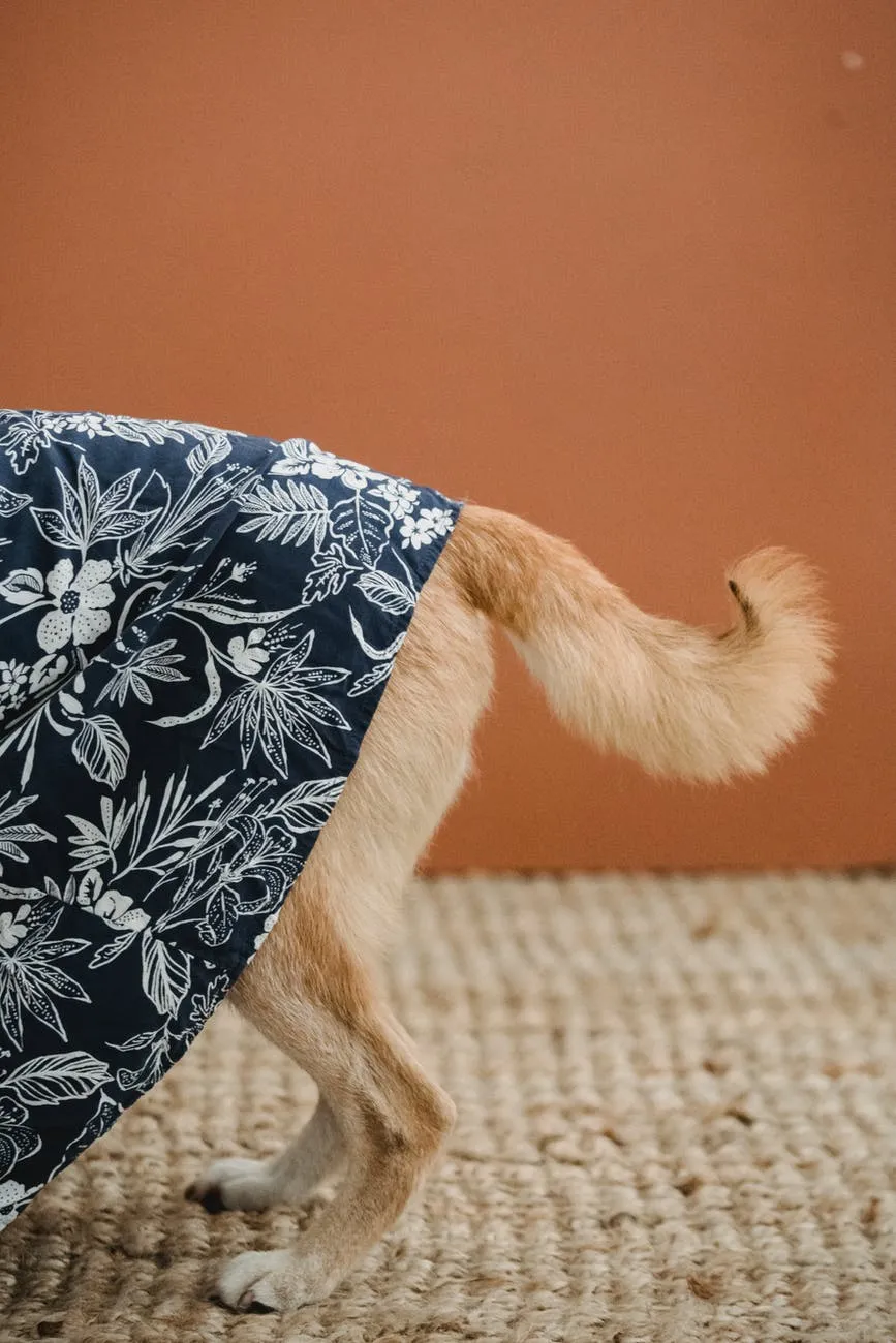 rabo do cachorro rabo do cachorro