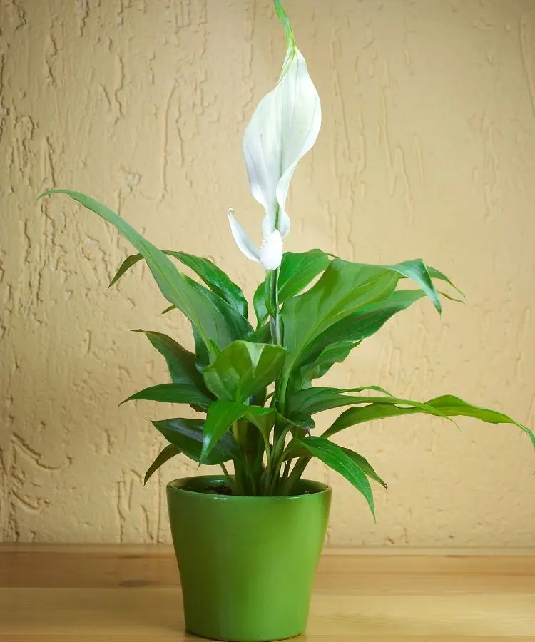 Planta de paz-lírio com folhas verdes brilhantes e uma flor branca elegante em destaque, acomodada em um vaso verde vibrante sobre uma mesa de madeira. Similar às plantas do dinheiro, simboliza prosperidade, harmonia e beleza em ambientes internos.