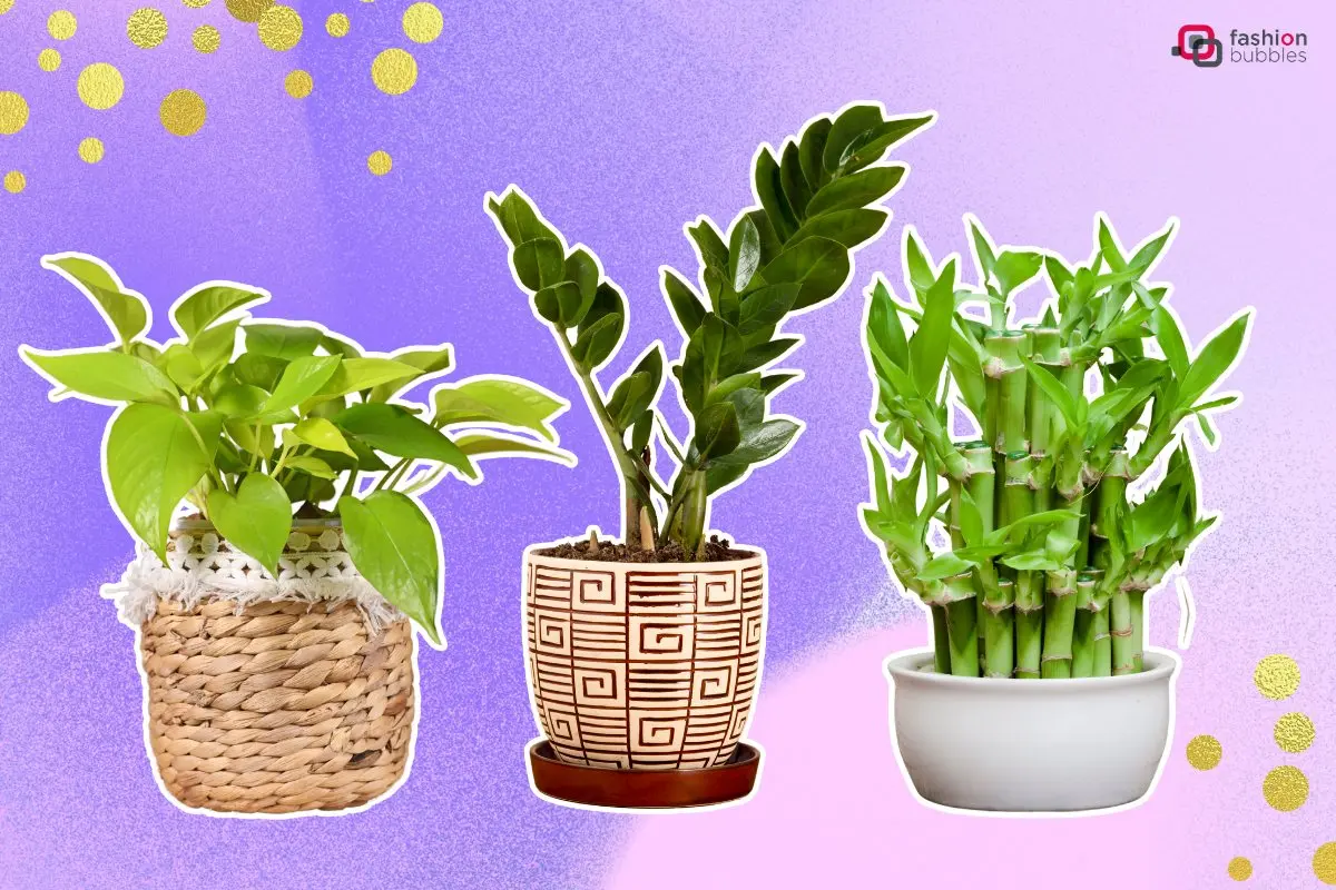 3 plantas: jiboia, zamioculca e bambu-da-sorte em fundo lilas