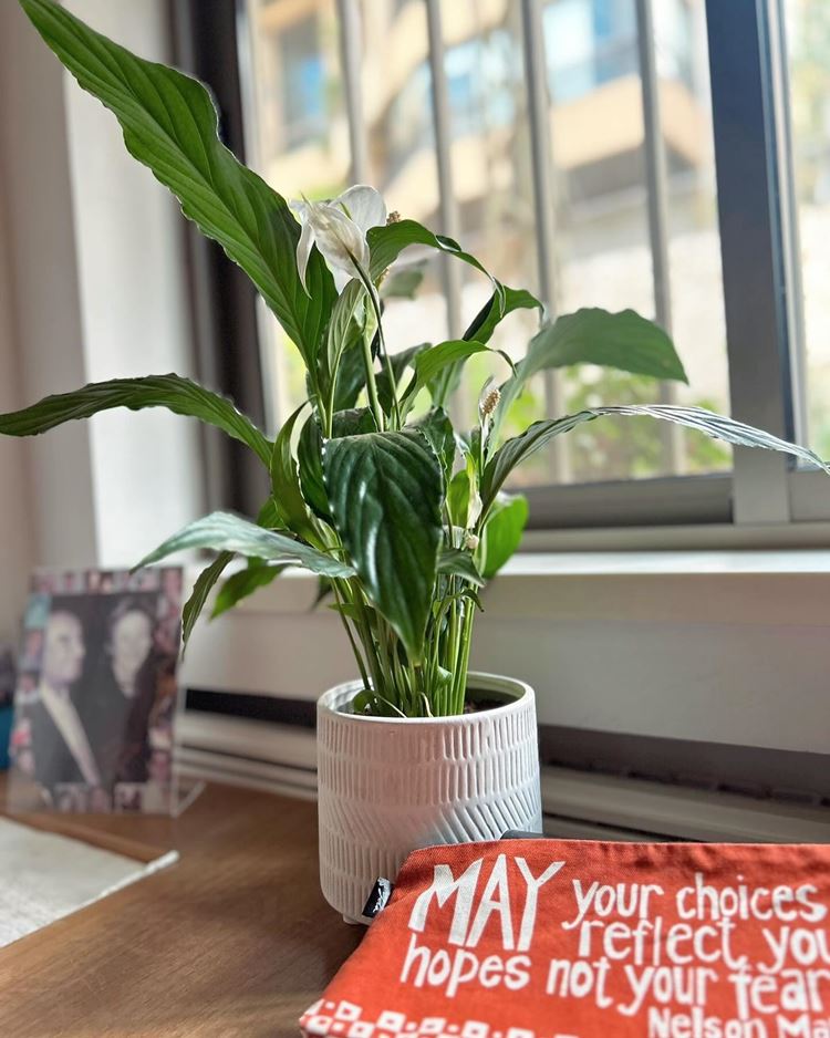 Planta com flor branca em vaso de cerâmica branco, em cima de uma mesa de madeira encostada em parede com janela. Nesta mesa há outros objetos, como quadro e bolsa