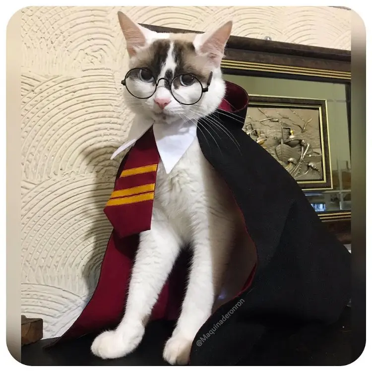 Gato branco e cinza com fantasia de Harry Potter. 