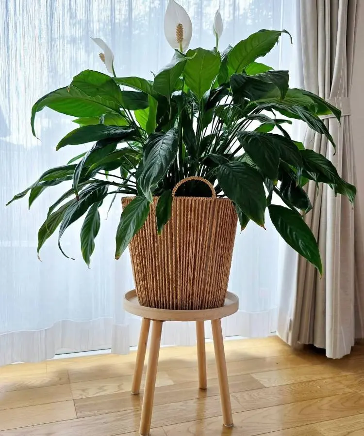 Uma bela **planta da paz** com folhas verdes e flores brancas, plantada em um vaso de vime marrom. Está sobre um **suporte de madeira claro**, posicionado em frente a uma janela com cortinas leves, criando um ambiente tranquilo e iluminado.
