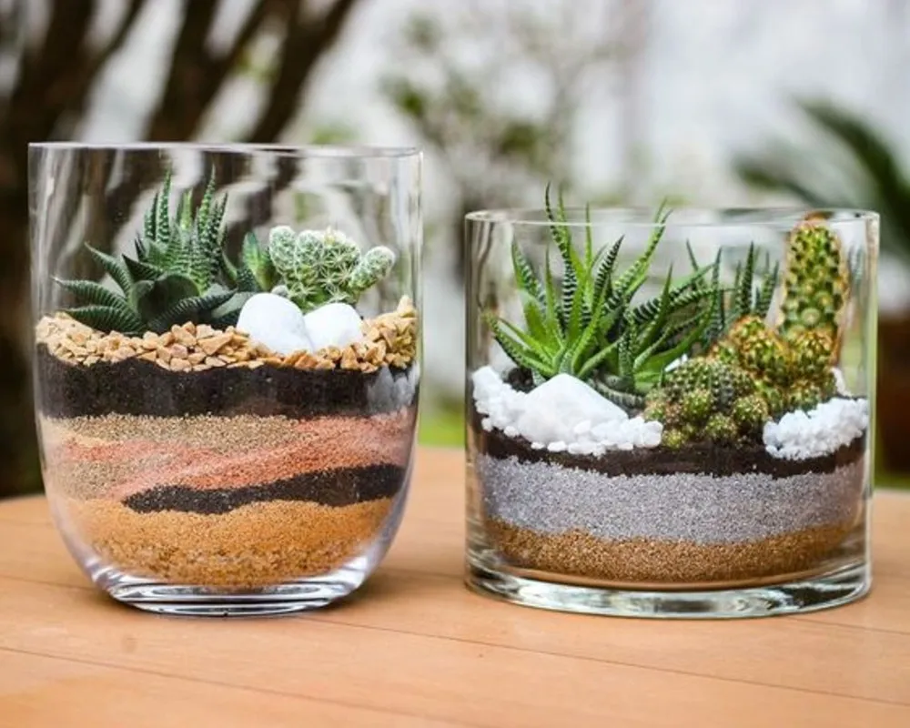 terrário de suculentas