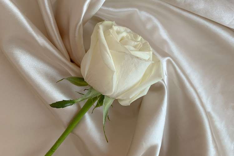 rosa branca para simpatia de ano novo