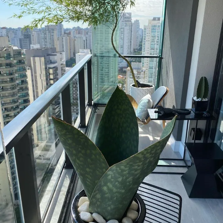 uma planta em um vaso com pedras, de fundo uma sacada no alto de uma cidade 